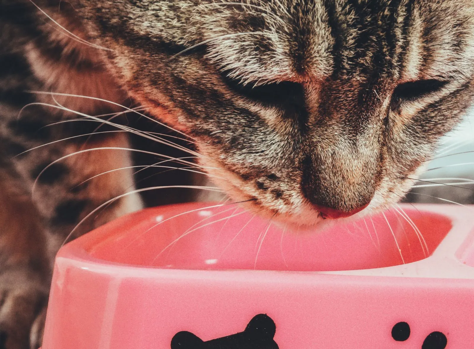 A cat eating from a bowl